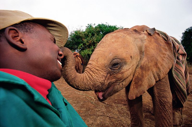 Elephants