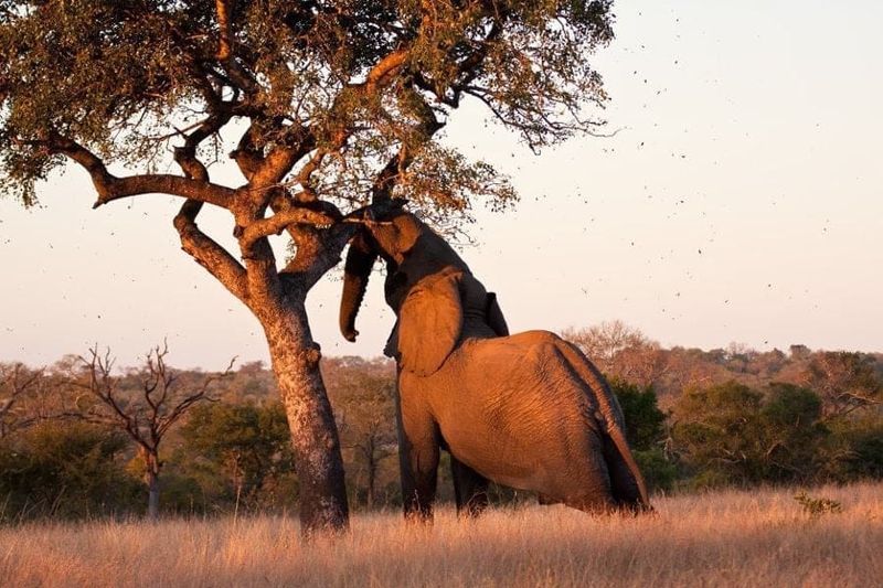 Elephants