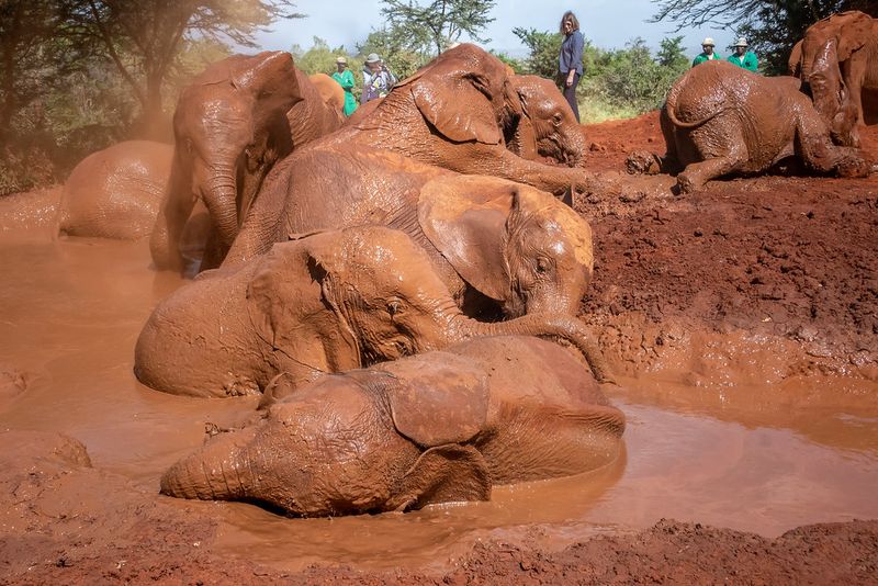 Elephants