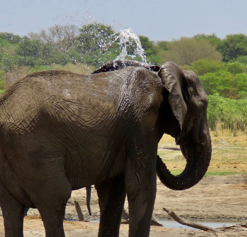 Elephants