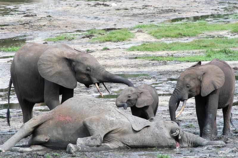 Elephants' Mourning Behavior