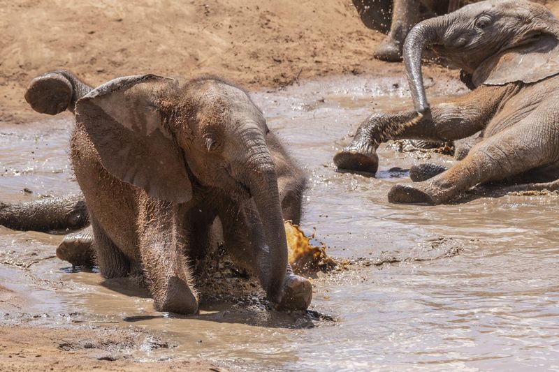 Elephants Using Mud Baths