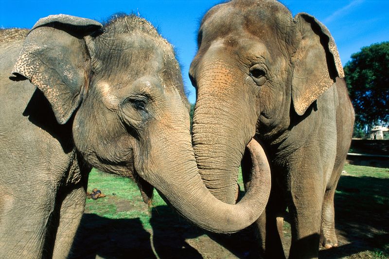 Elephants and Their Empathy