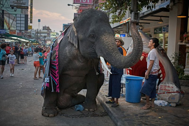 Elephants in Bangkok