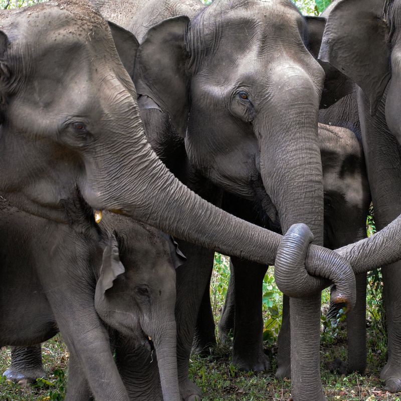Elephants