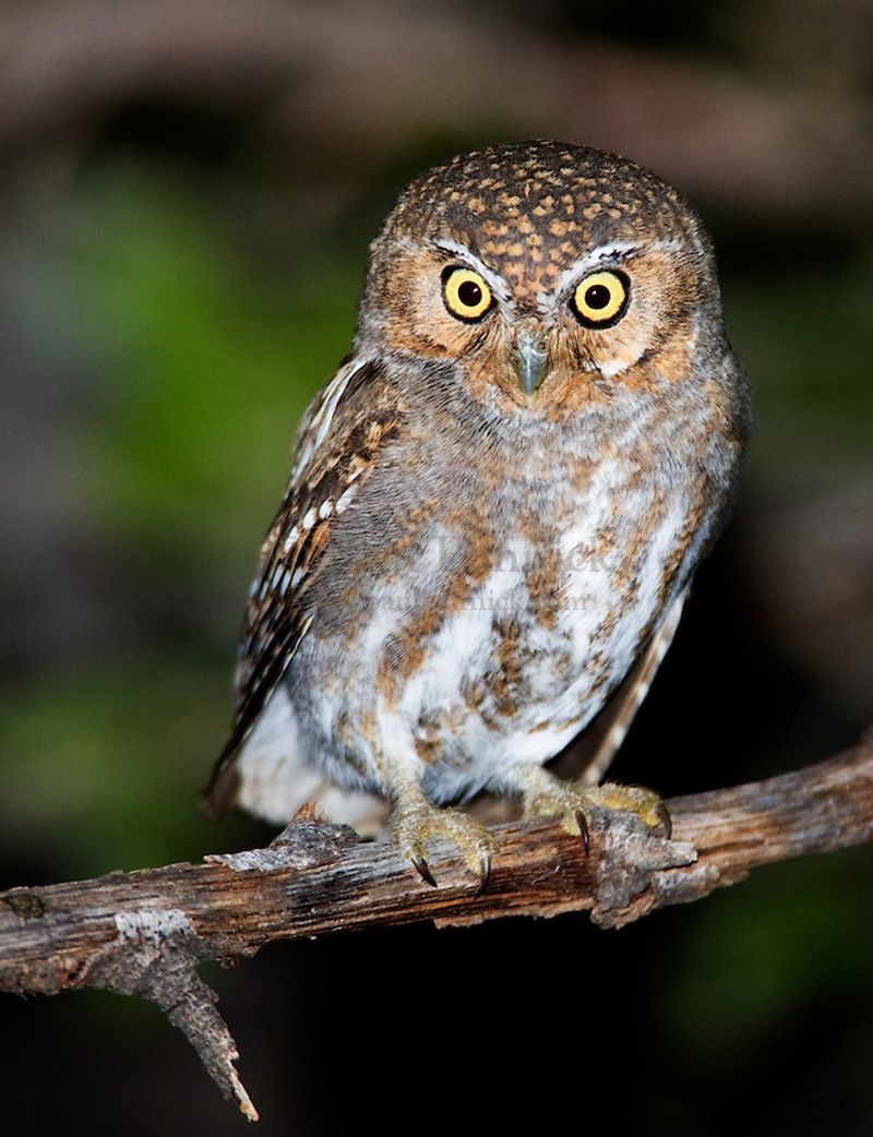 Elf Owl