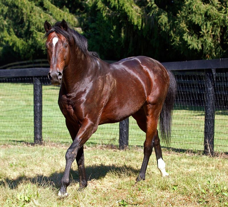 Elite Breeding Potential