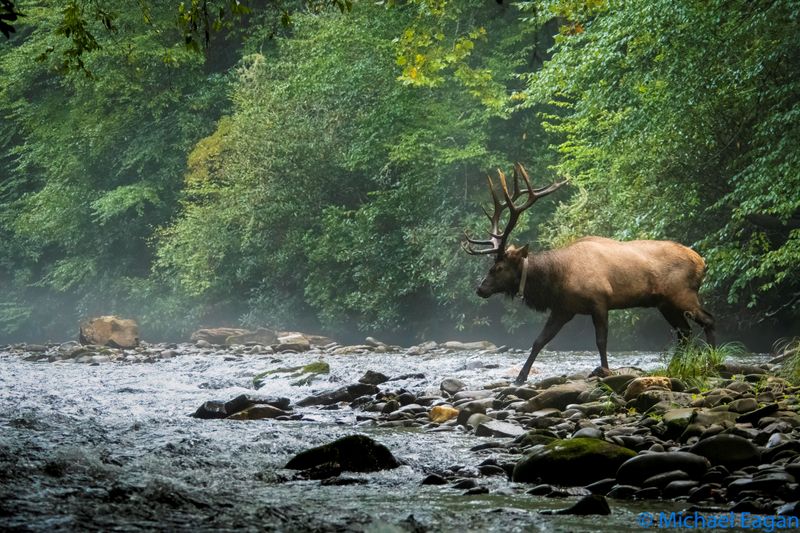 Elk