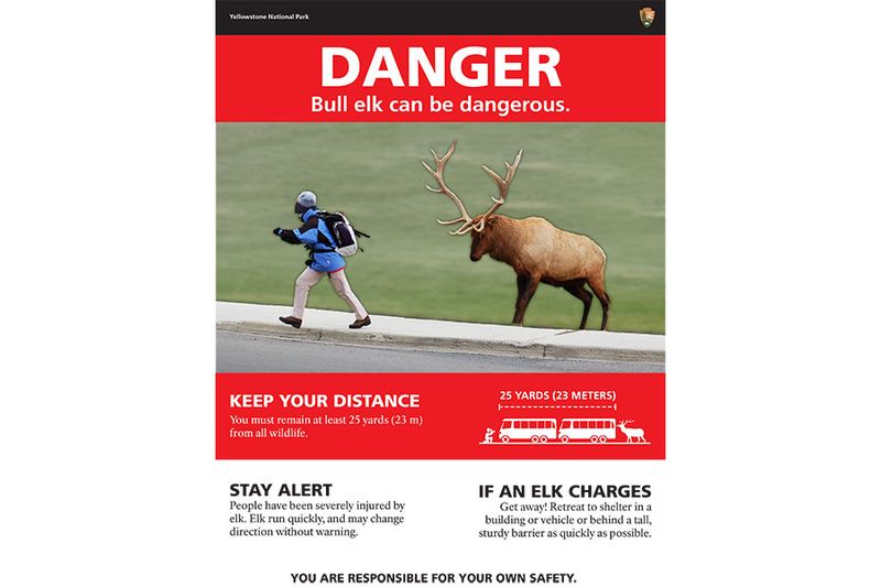 Elk