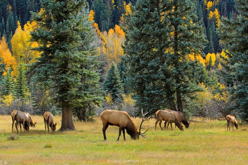 Elk