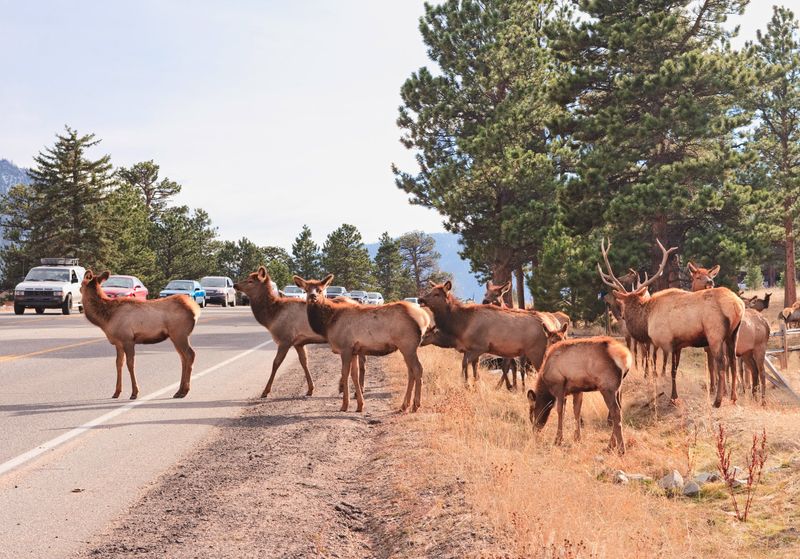 Elk Crossing in Yellowstone