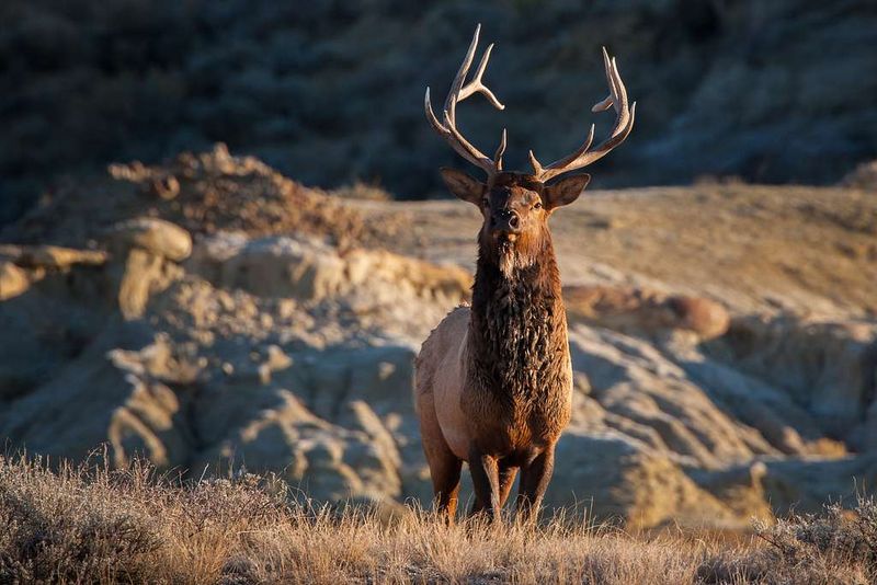 Elk Grazing