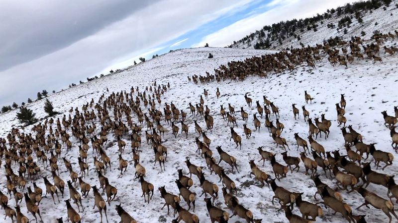Elk Migration in the Rocky Mountains