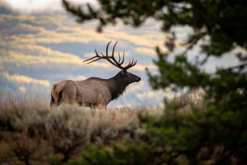 Elk