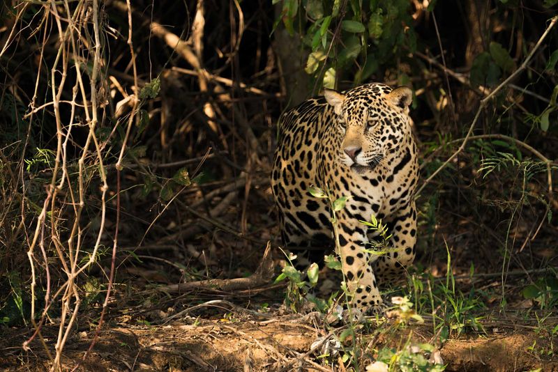 Elusive Jaguar