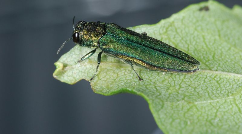 Emerald Ash Borer