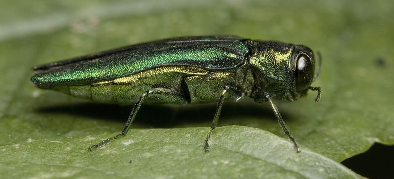 Emerald Ash Borer