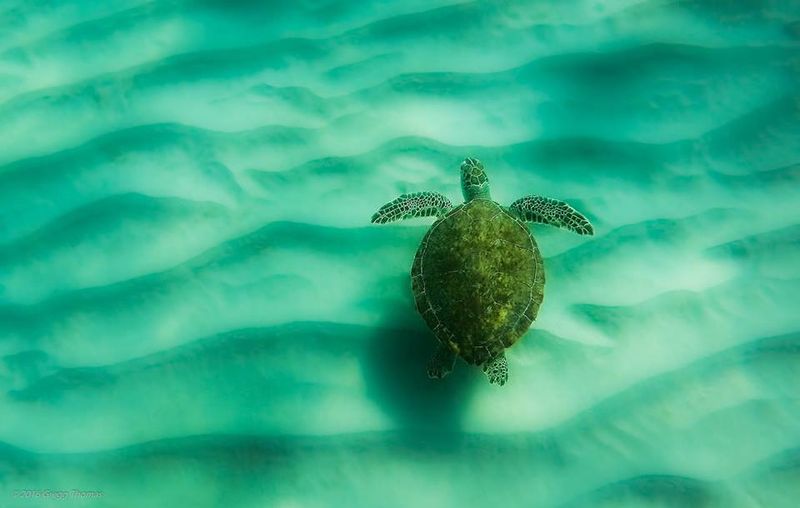 Emerald Green Sea Turtle
