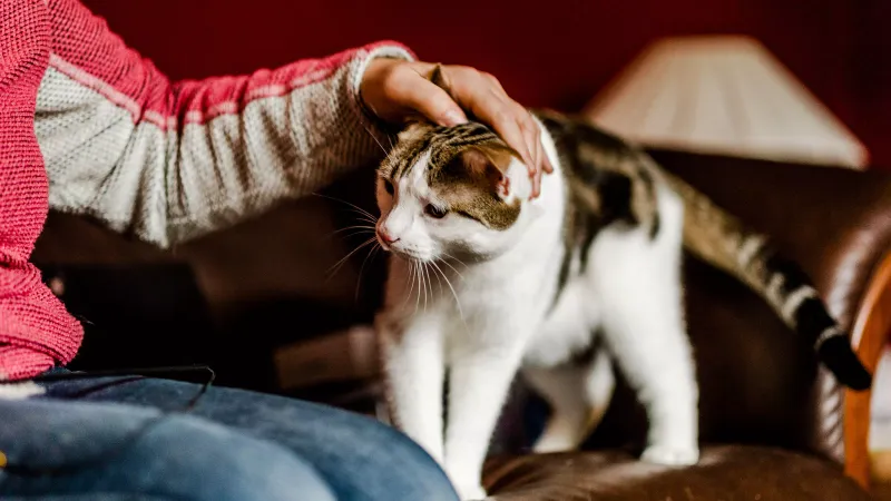 Emotional Support for Cats