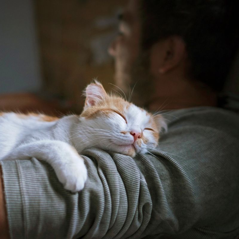 Empathetic Purring