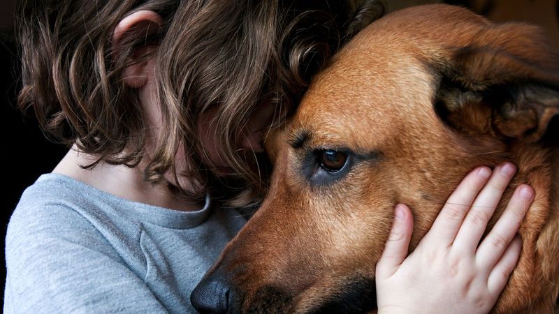 Empathetic Responses in Dogs