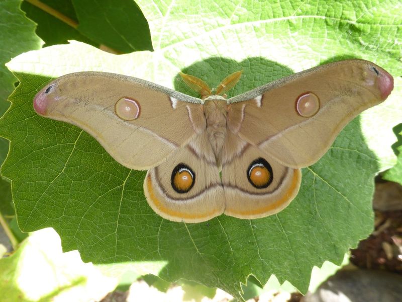Emperor Gum Moth