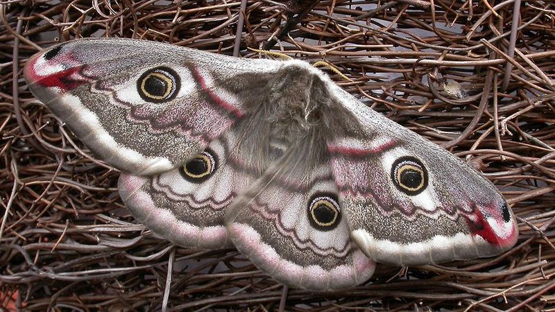 Emperor Moth