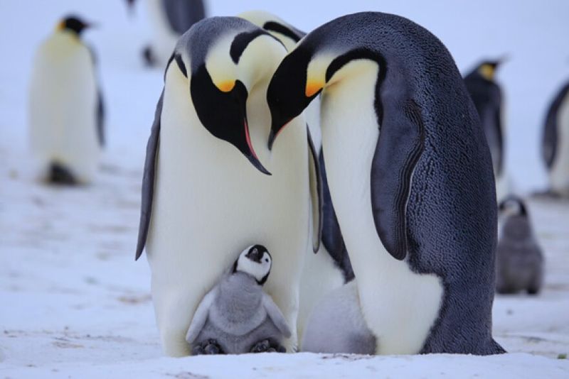 Emperor Penguin