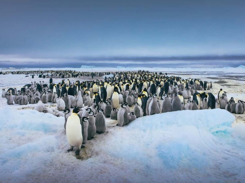 Emperor Penguin