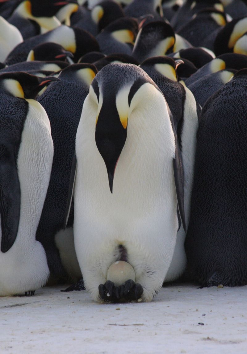 Emperor Penguin