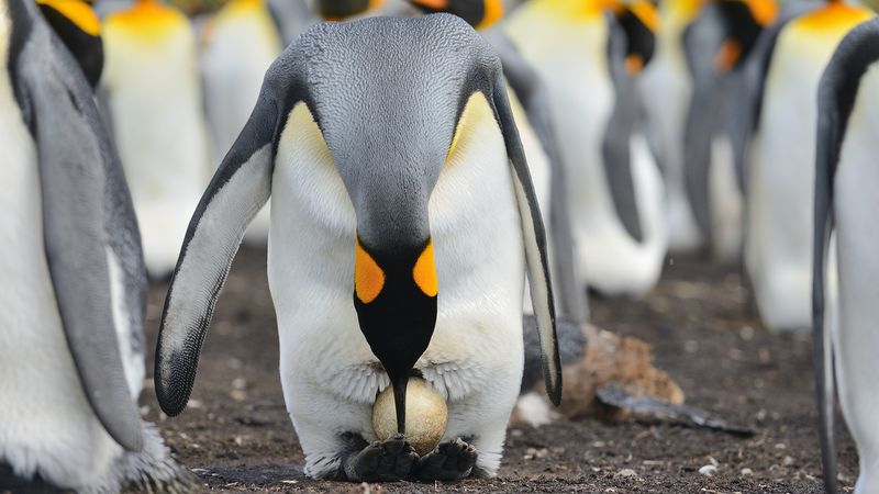 Emperor Penguin