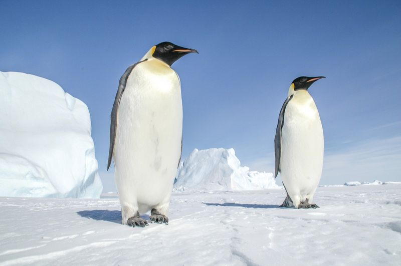 Emperor Penguin