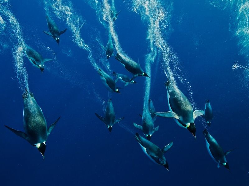Emperor Penguin