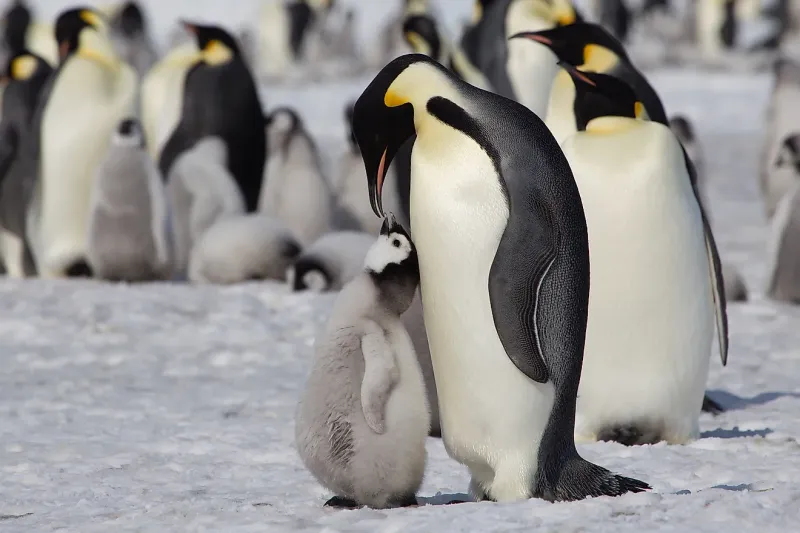 Emperor Penguin