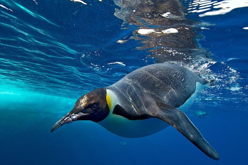 Emperor Penguins
