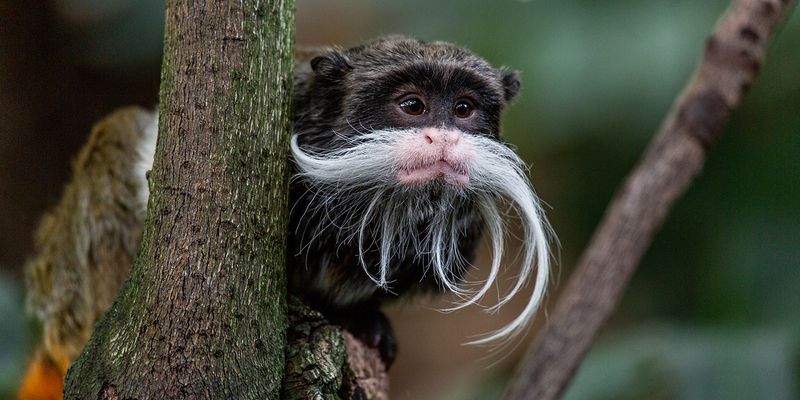 Emperor Tamarin