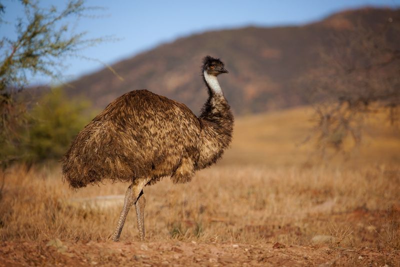 Emu