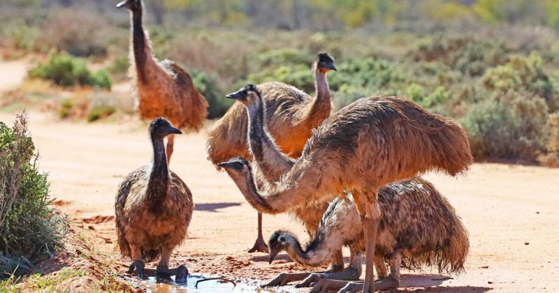 Emu