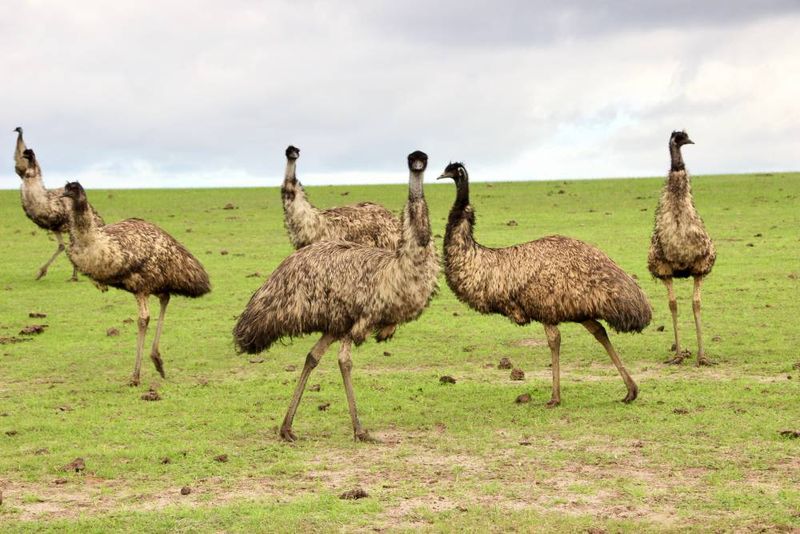 Emus