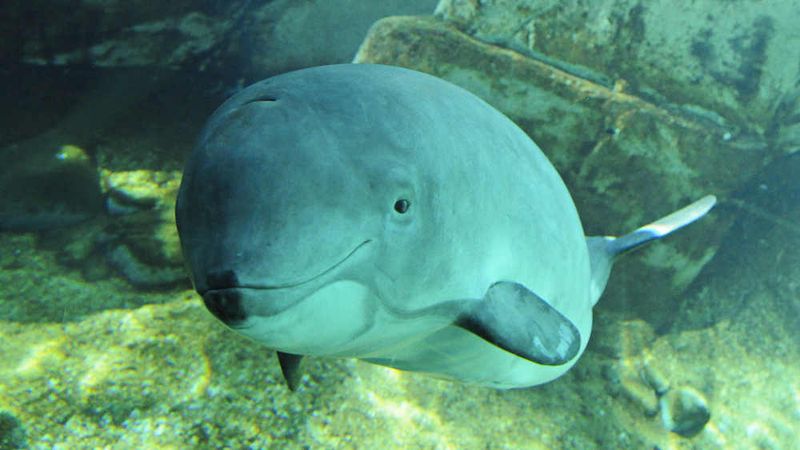 Endangered Status