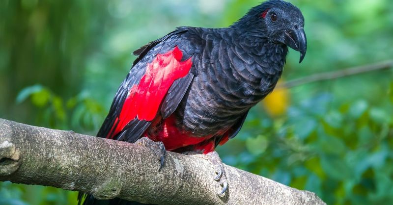 Endemic to New Guinea