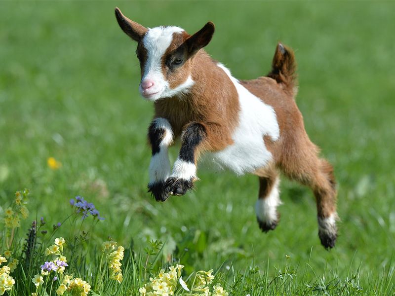 Energetic Leaps