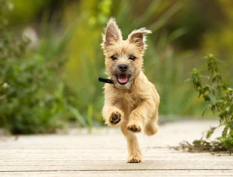 Energetic Playmate