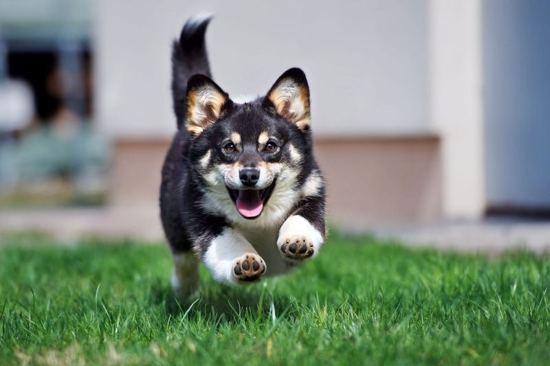 Energetic Zoomies in Puppies