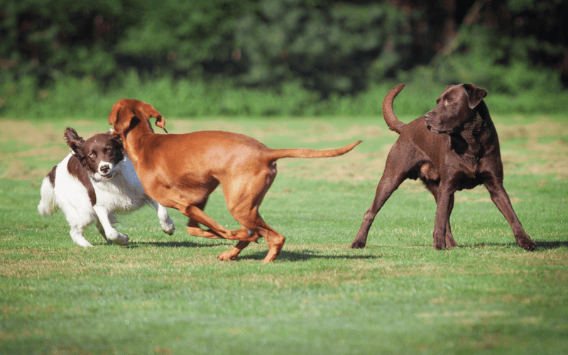 Engage in Regular Socialization