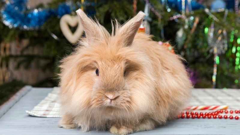 English Angora