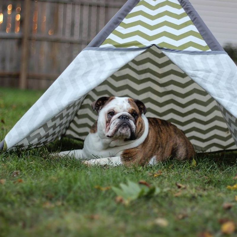 English Bulldog