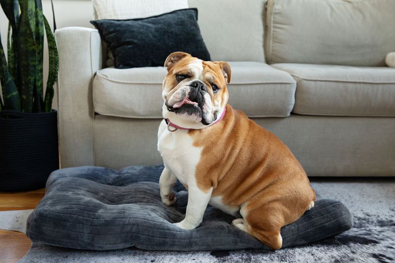 English Bulldog