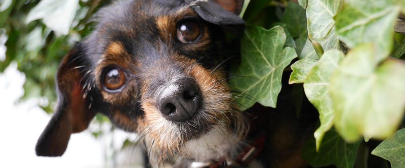 English Ivy