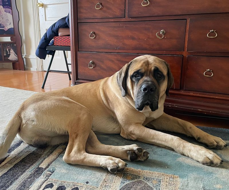 English Mastiff